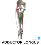 Adductor Longus Muscle.jpg