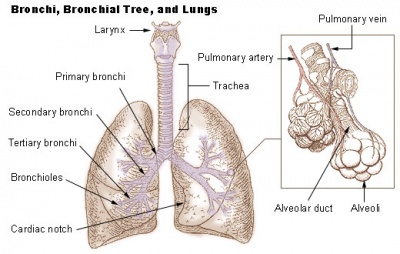 Lung anatomy.jpg