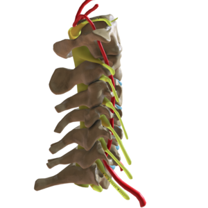 Cervical Spine Lateral View.png