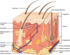 Structure of the skin.jpg