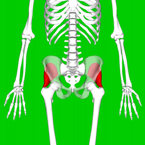 Gluteus minimus muscle08.png