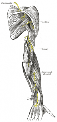 Radial nerve - Physiopedia