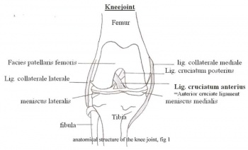 anatomical structure of the knee joint, fig 1