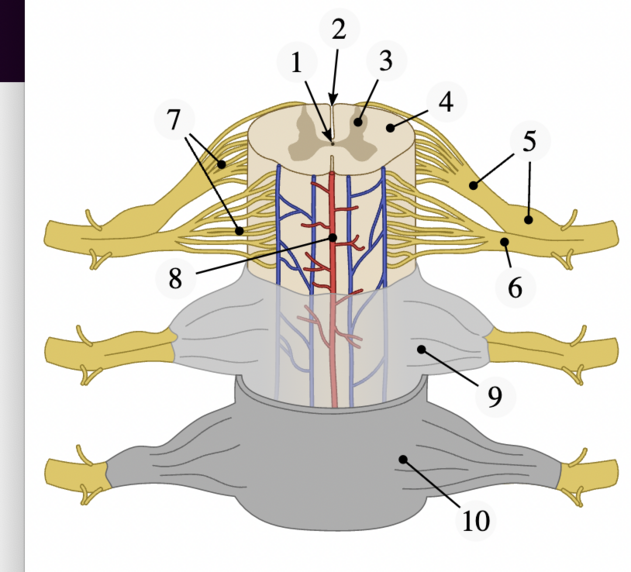 Spinal cord labelled.png
