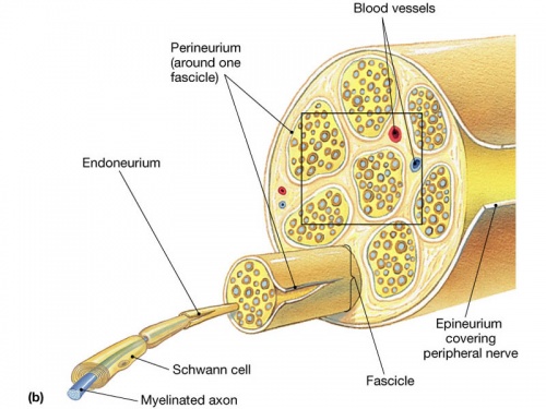 Classification of Peripheral Nerve Injury - Physiopedia