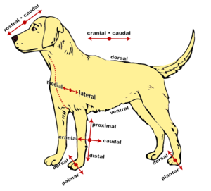 Quadruped Anatomical-directions.png