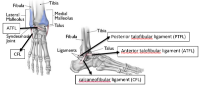 Figure 3-Ankle ligaments.PNG