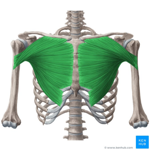 Pectoralis major muscle (highlighted in green) - anterior view