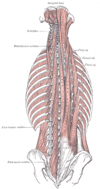 Erector spinae - Physiopedia