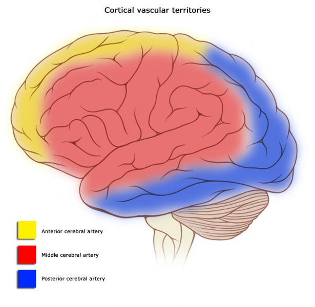 File:PP Cerebral vascular territories.jpg