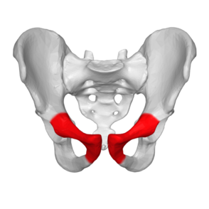Image 2: Anterior view pelvis, pubis bone red.