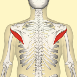 Teres minor muscle.png