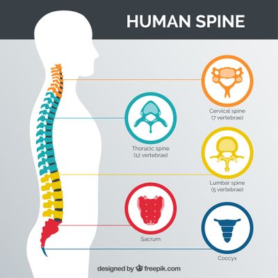 Spinal Column [5]