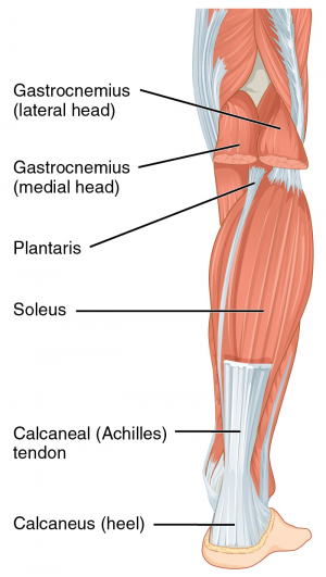 Posterior leg muscles gastrocnemius soleus plantaris.png