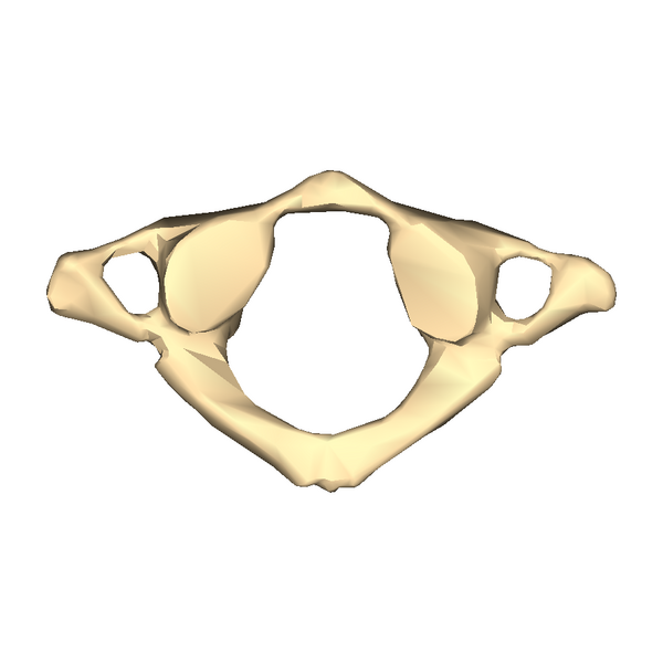 File:Cervical vertebra 1 close-up bottom (1).png
