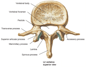 This is a typical lumbar vertebrae, note the pedicle labelled on the left of the image 22.8% of lumbar stress fractures occur here