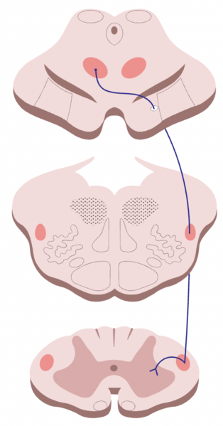 File:Rubrospinal tracts.png