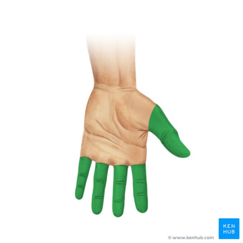Fingers (highlighted in green) - anterior view