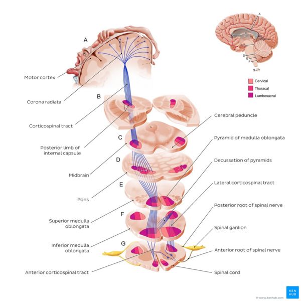 File:Overview of the corticospinal tract - Kenhub.png