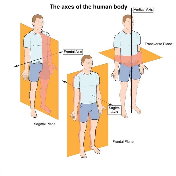 File:Axes of the human body.jpg