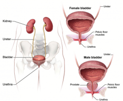 Anatomy of Male and Female Bladder