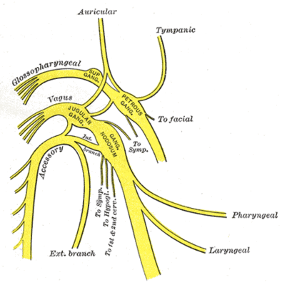 Upper portions of glossopharyngeal, vagus, and accessory nerves