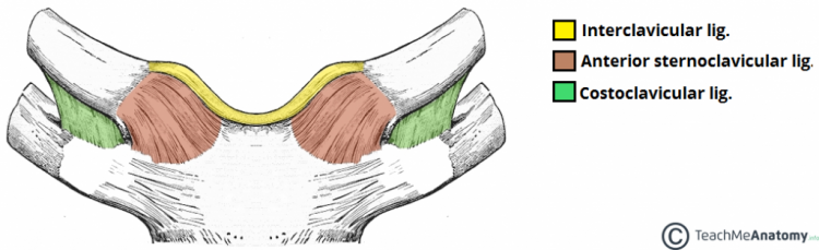 Ligaments-of-the-Sternoclavicular-Joint-1024x312.png