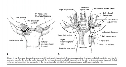 SC Joint Anatomy