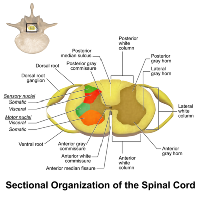 Spinal Cord Sectional Anatomy [6]