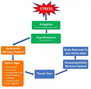 Acute Stress - Physiological Response