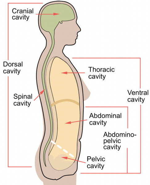 File:Spinal canal.png