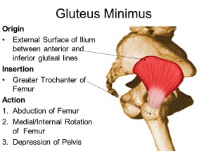 Gluteus Minimus - Physiopedia