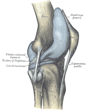 Knee joint.png