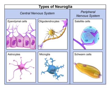 Neuroglia.png