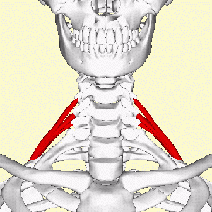 Scalenus posterior - animation03.gif