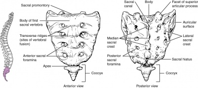 Sacral insufficiency fractures - Physiopedia