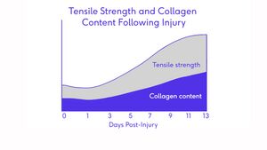 Tensile strength and collagen content post injury.jpg