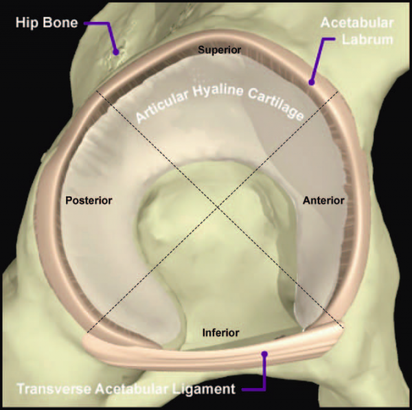 Hip Labral Disorders - Physiopedia