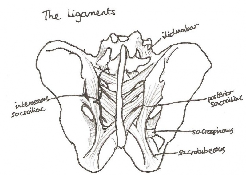 File:Ligaments SPINAL.jpg