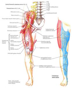 Femoral and lateral-femoral-cutaneous-nerves