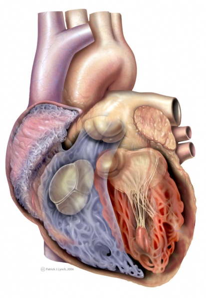 File:Heart valves.jpg