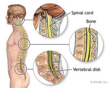 Spinal cord.jpg