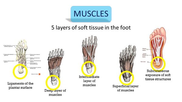 Layers of the foot.jpg