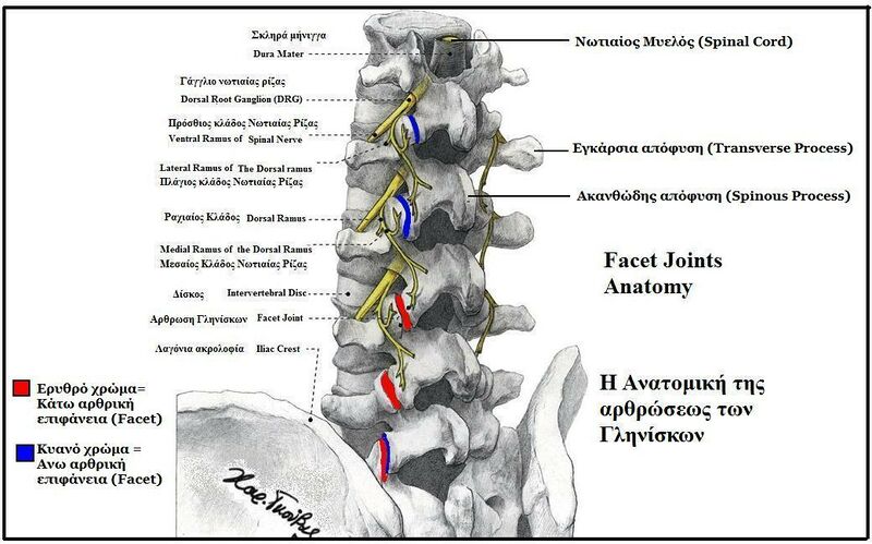 File:Facet Joints Anatomy.jpeg