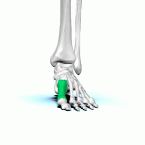 Metatarsal bone animation01.gif