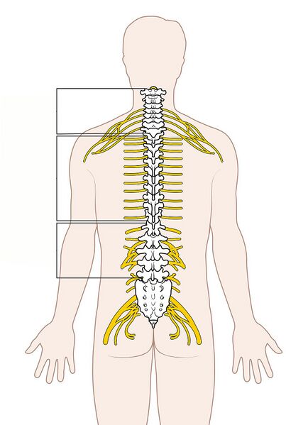 File:Spinal Cord.jpeg