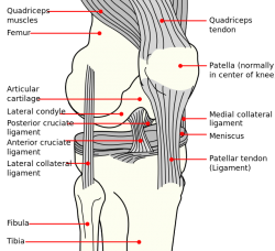 Knee ligaments.png
