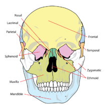 https://www.needpix.com/photo/download/32560/skull-diagram-labelled-human-health-medicine-anatomical-brain-exam