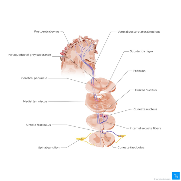 Overview of the posterior column - medial lemniscus pathway