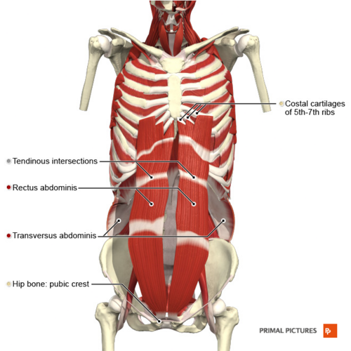 Anterior abdominal wall deep muscles Primal.png